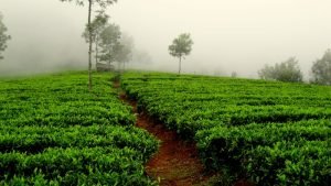 Palampur - Tea Capital of North India